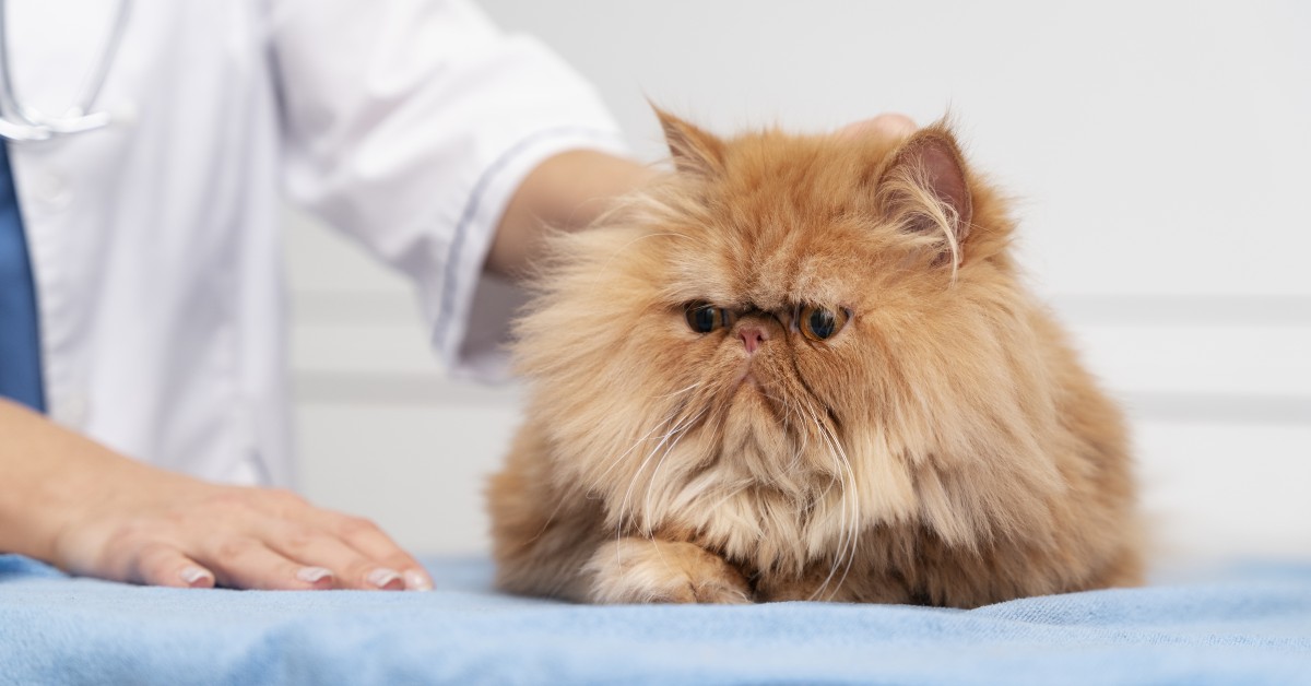 Does Your Pet Have a Pre-Existing Condition? What You Need to Know